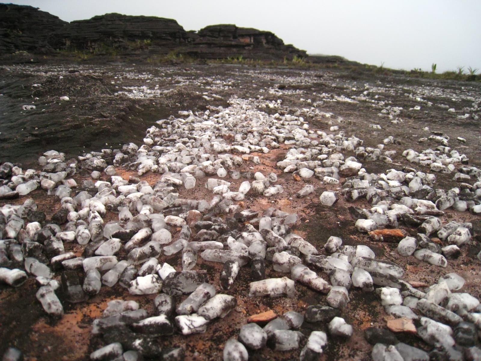 Every one of these crystals has been here longer than you can meaningfully imagine. Hundreds of white quartz crystals scattered across a dark rocky plateau surface on a mount roraima expedition, with layered black rock formations and sparse vegetation in the misty background