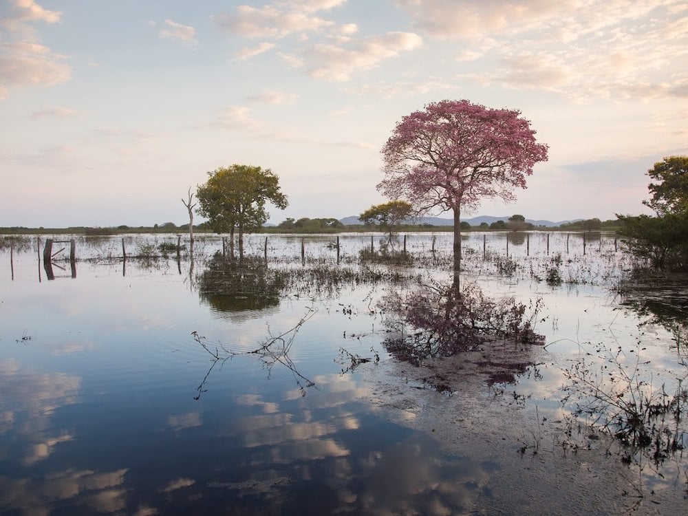 Photo: VisitMS Flooded Pantanal plain with a flowering pink ipe tree