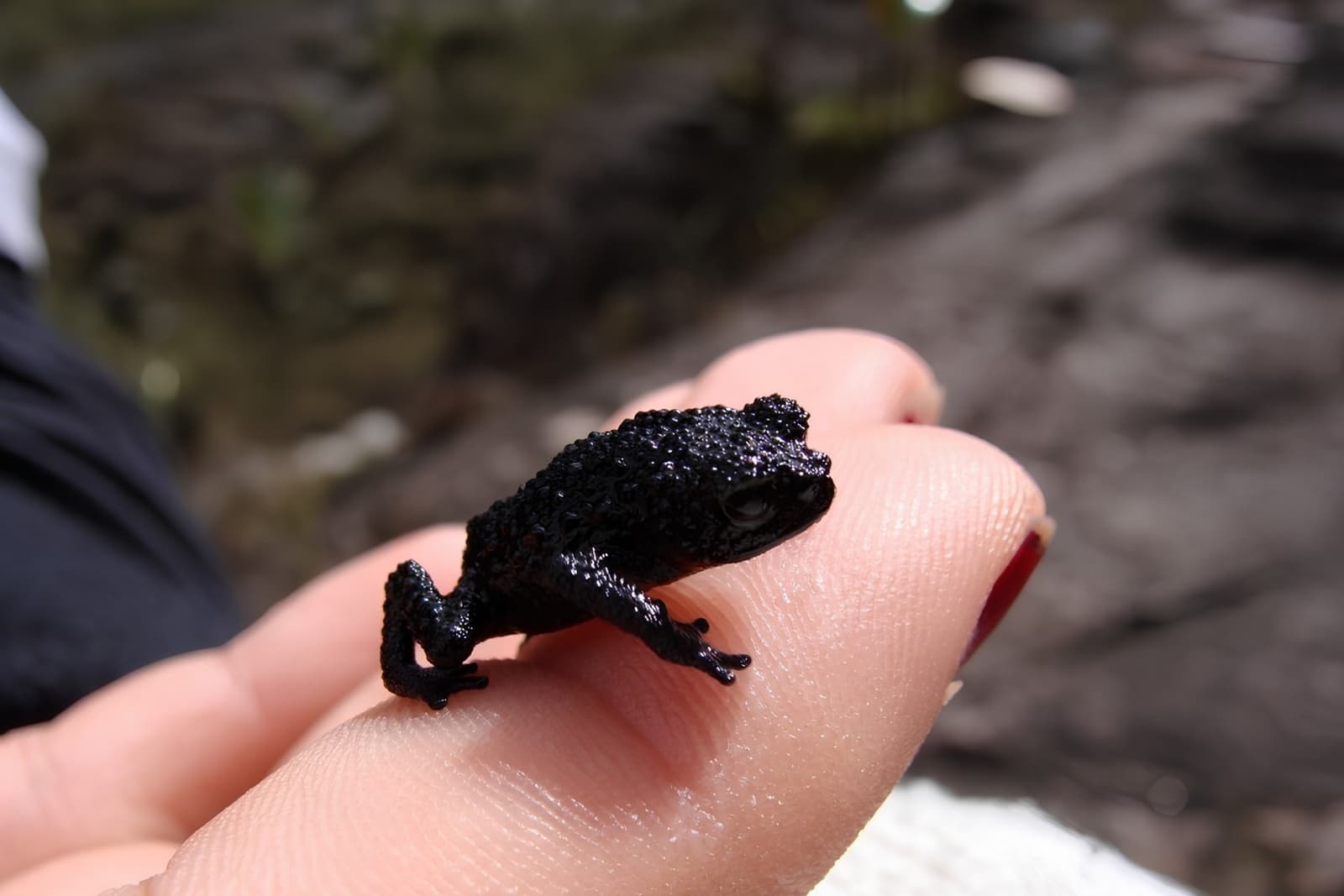 Smaller than a coin, and absolutely unbothered about it. A tiny jet-black warty toad resting on a person's fingertips during a mount roraima expedition, showing just how small the animal is against a human hand