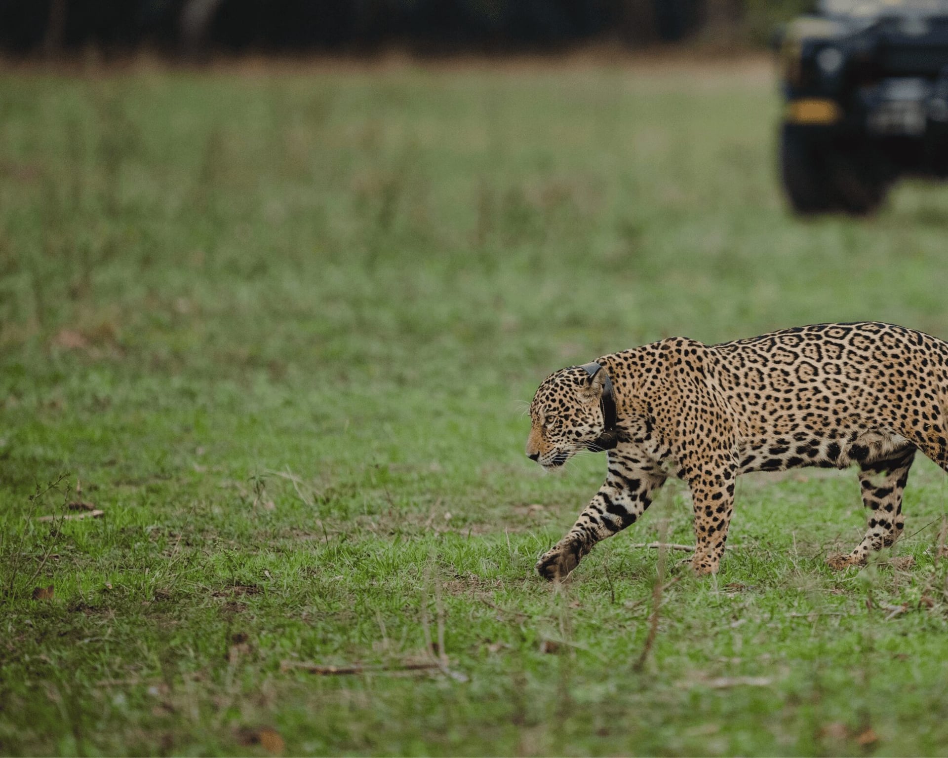 Collared jaguar walking across open grass with a safari vehicle out of focus behind it Collared jaguar walking across open grass with a safari vehicle out of focus behind it