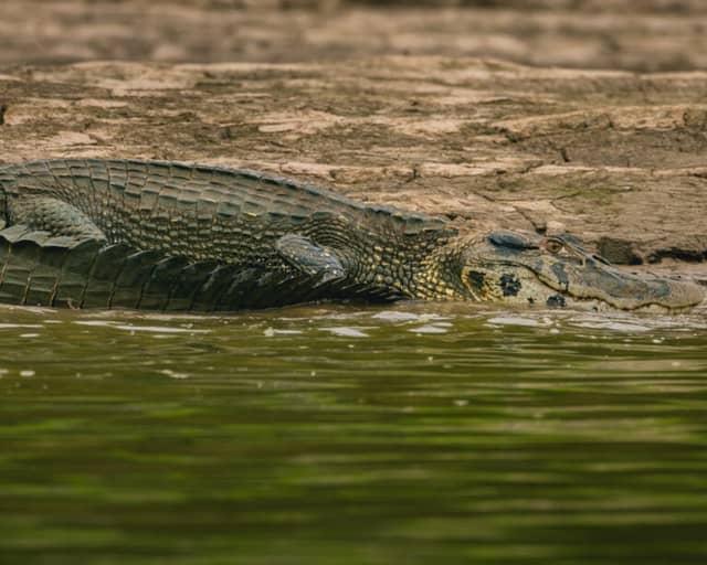 Is It Safe to Visit the Amazon Rainforest? A Complete Safety Guide for Brazil