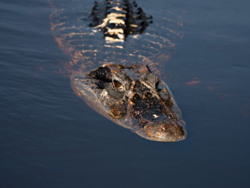 Photo: Marcelo Bonifácio Caiman at the surface of dark water in the Amazon Rainforest in Brazil