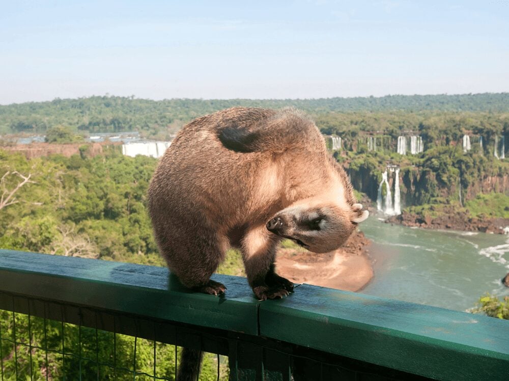 Photo: hansgertbroeder Coati grooming itself on a walkway railing with Iguazu Falls and the river in the background