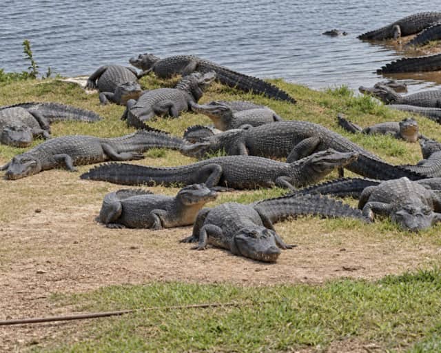 Three Nights in the South Pantanal: Sandy’s Wildlife Story in Brazil