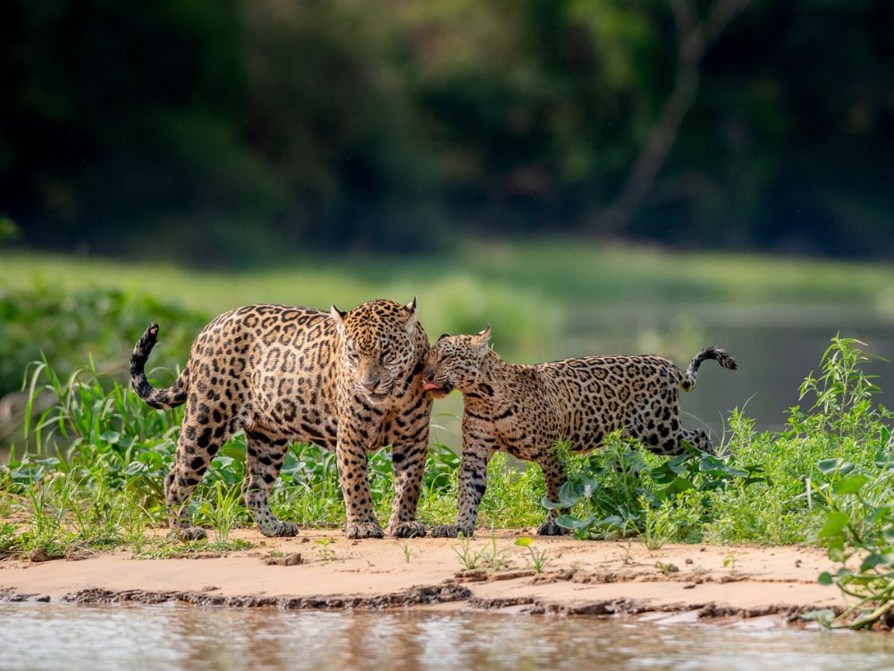 Circuit photographique des jaguars du Pantanal