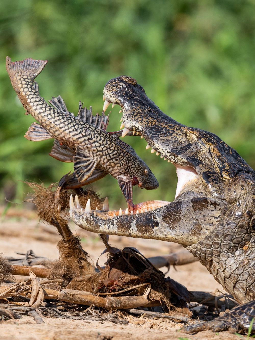 Alligators in Pantanal 