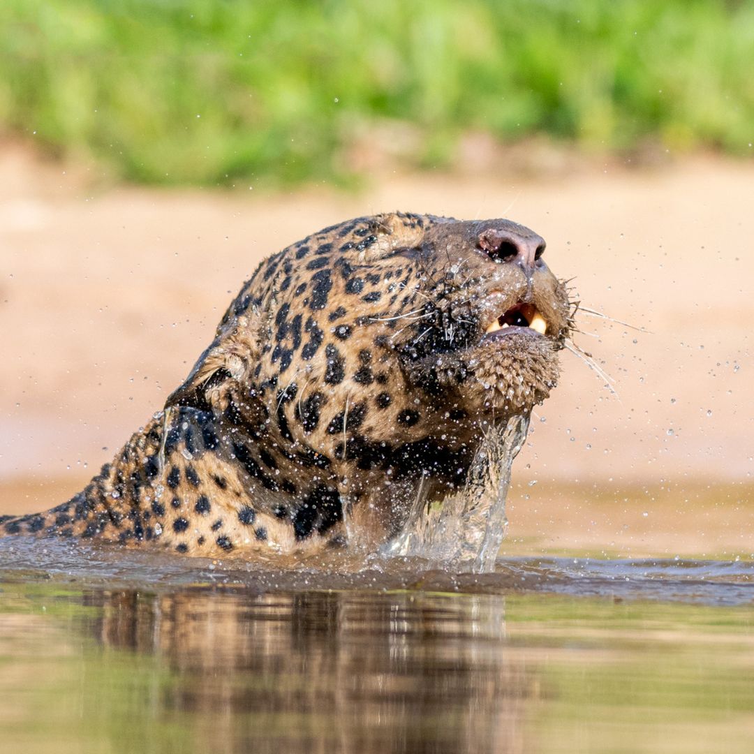 Pantanal Jaguar Photography Tour