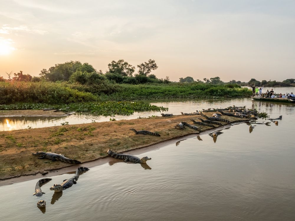 Pantanal Wildlife