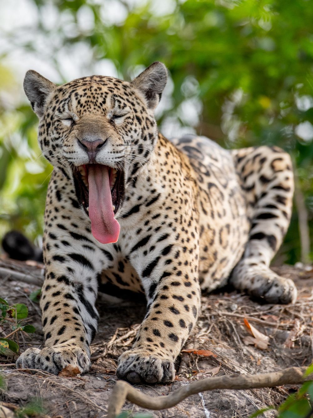 Pantanal Jaguar Photography Tour 