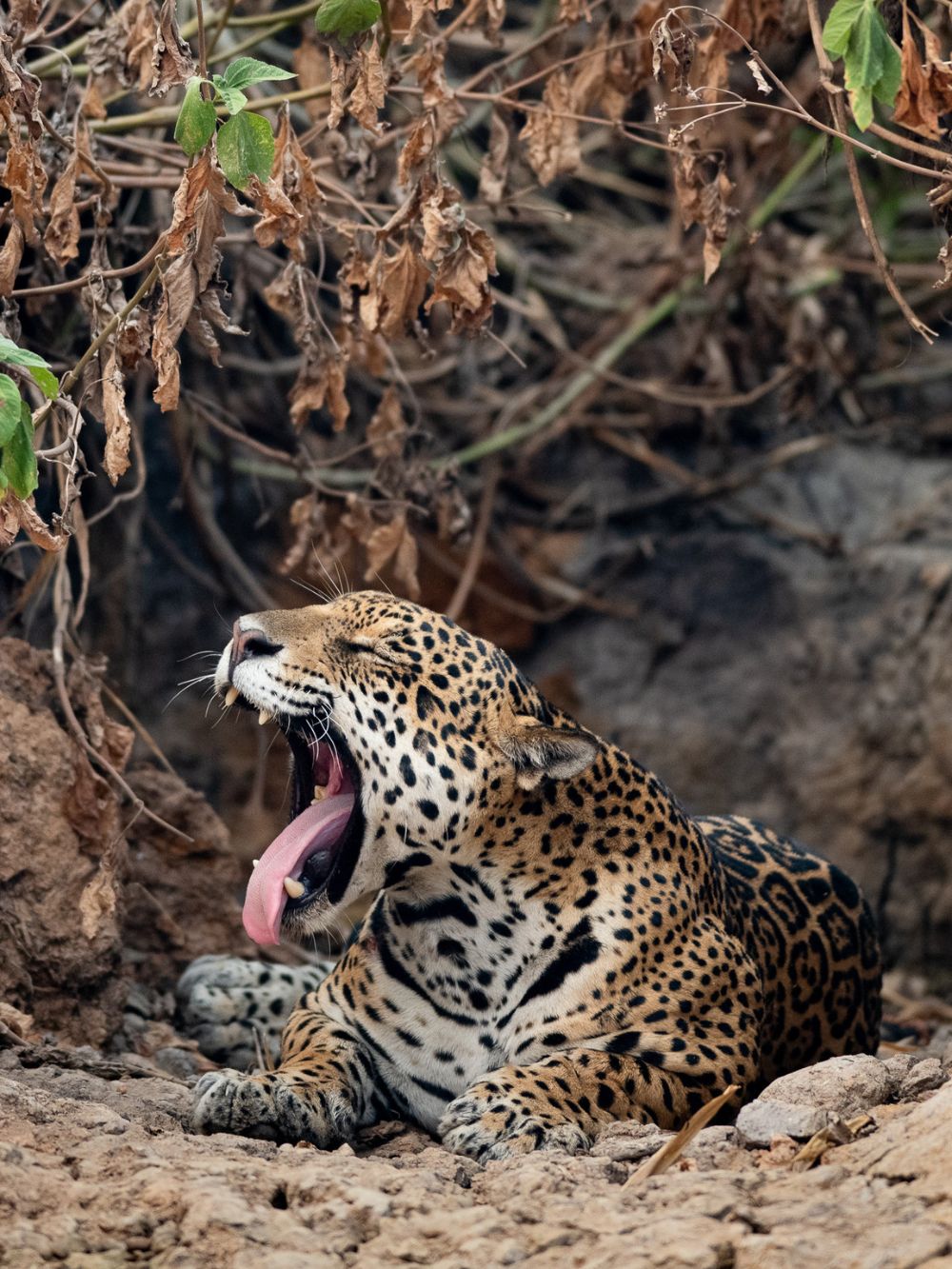 Pantanal Jaguar Photography Tour 