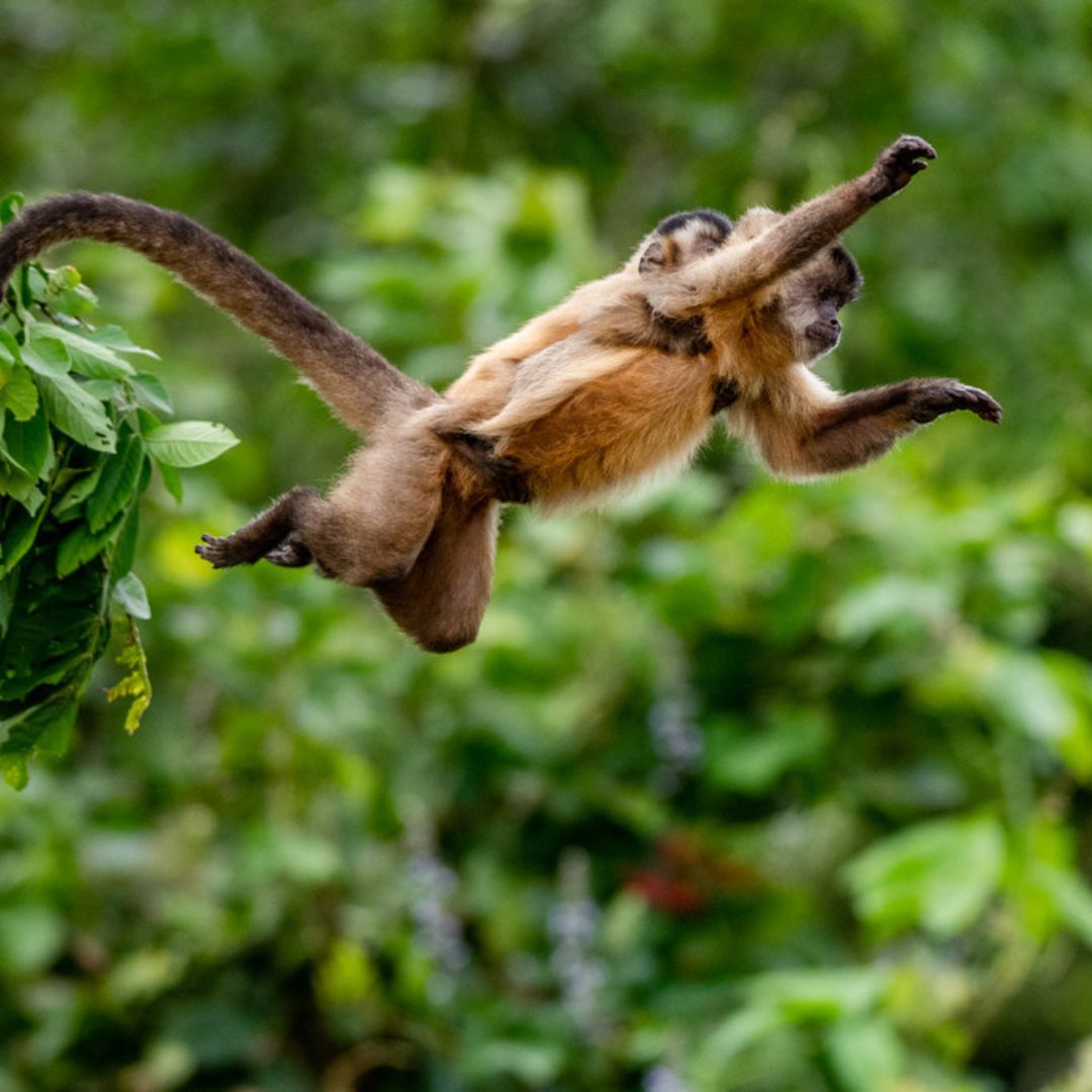 Pantanal Wildlife Tour