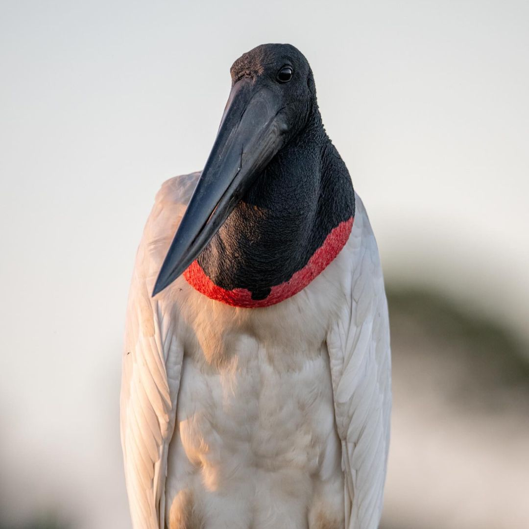 Pantanal Wildlife