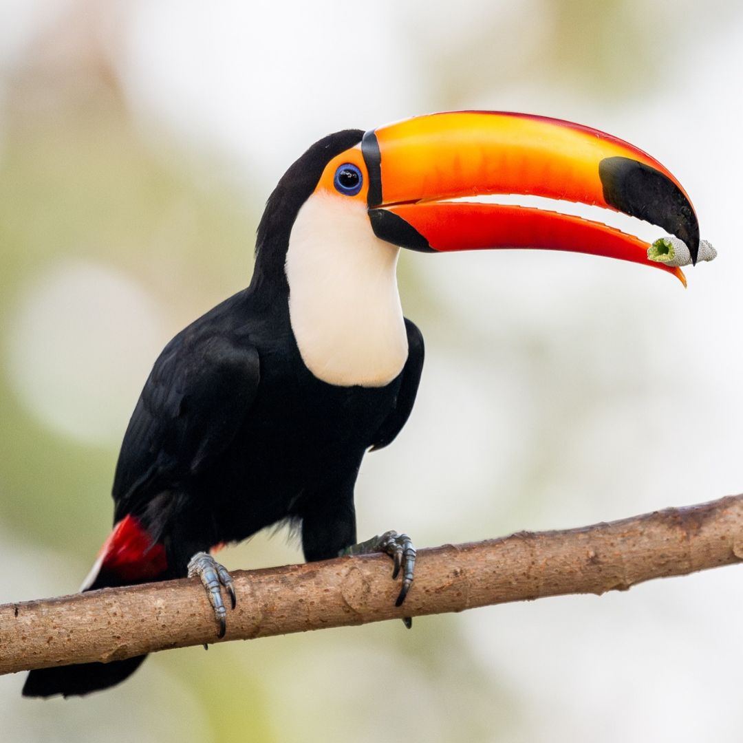 Pantanal Wildlife