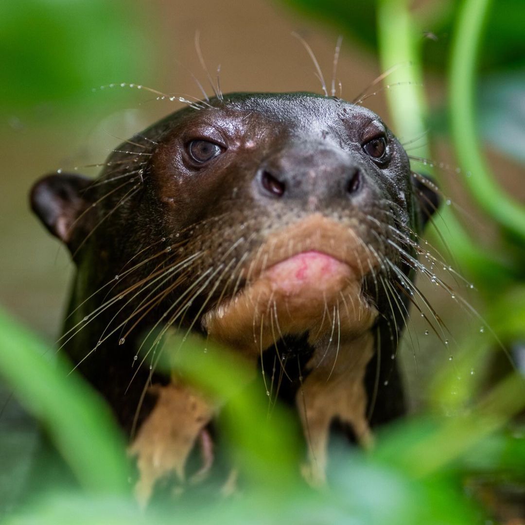 Pantanal Wildlife