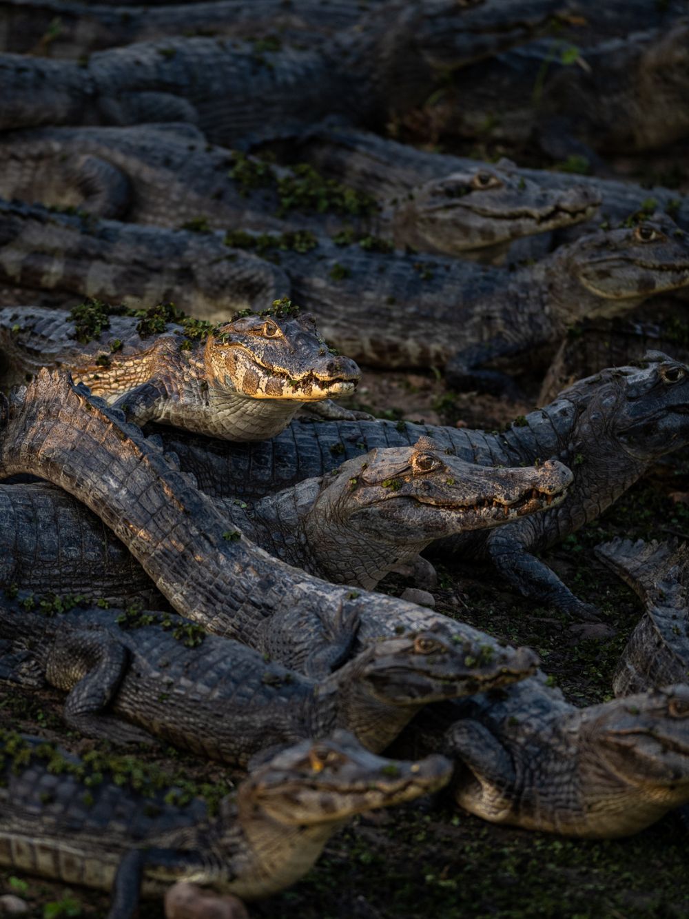 Pantanal Wildlife - Alligators