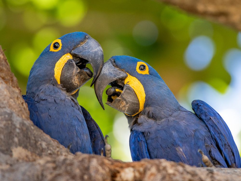 Birds from Pantanal