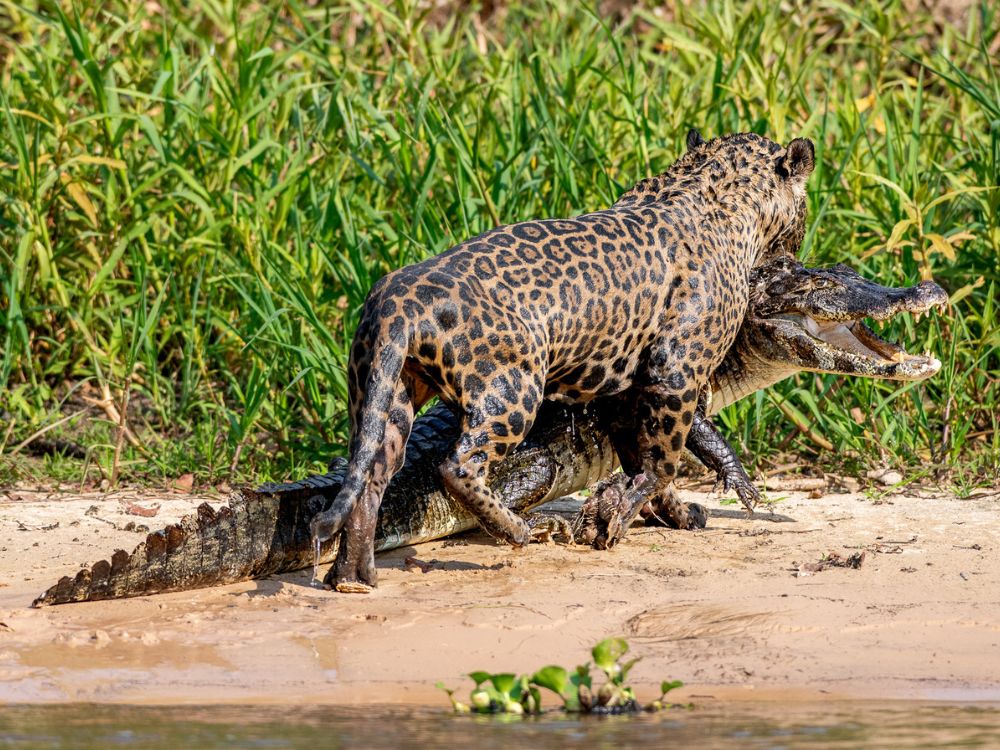 Pantanal Jaguar Photography Tour 