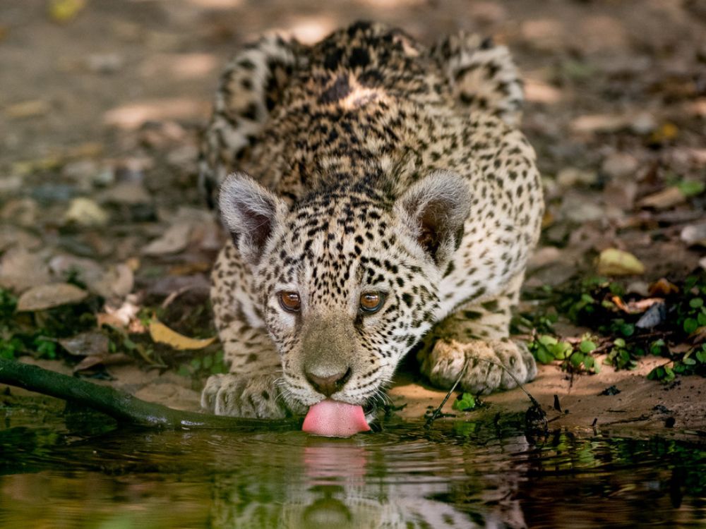 Jaguar Safari tour