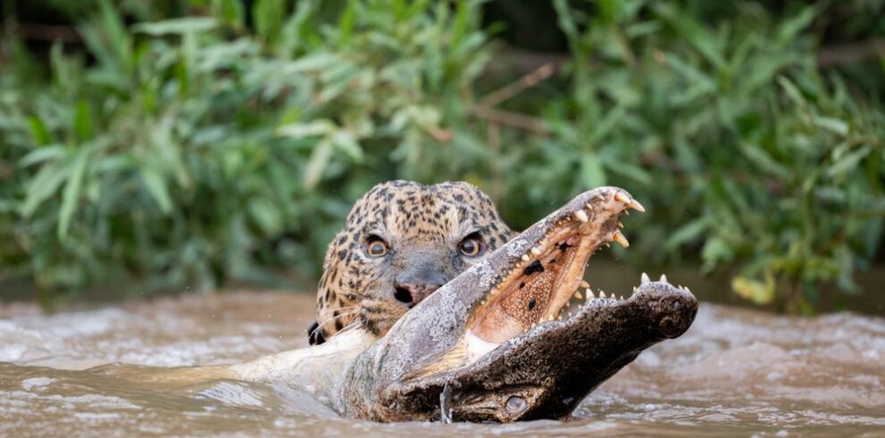 Pantanal Jaguar Photography Tour