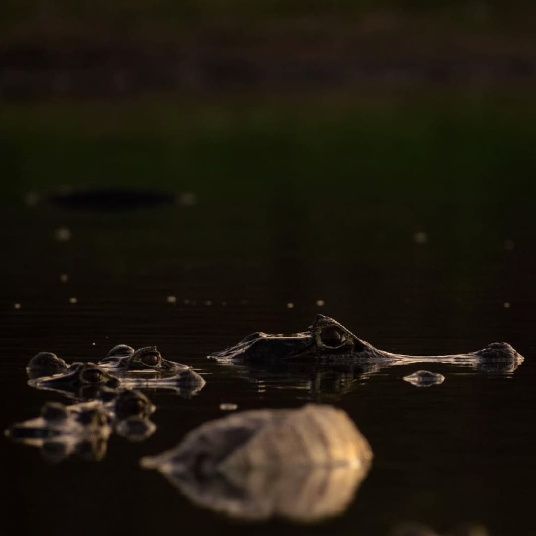 Pantanal Alligator (1)