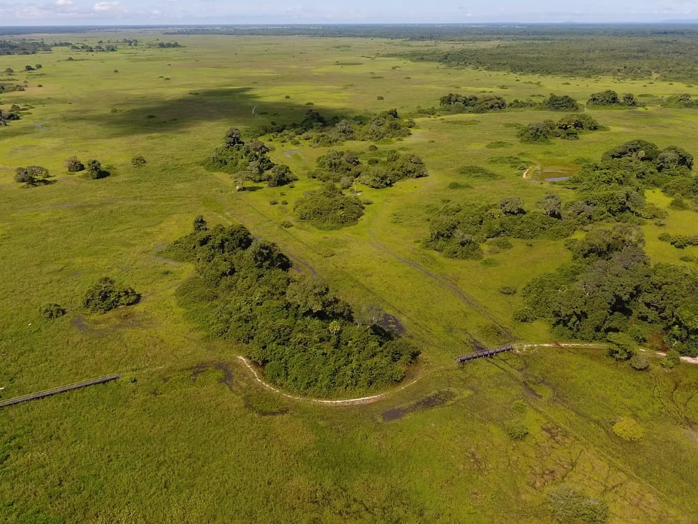 Pantanal Jaguar Budget Safari