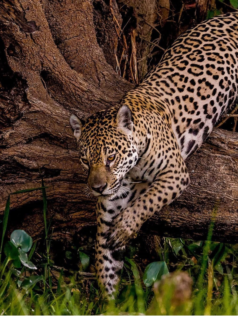 Pantanal Jaguar Budget Safari (5) (1)