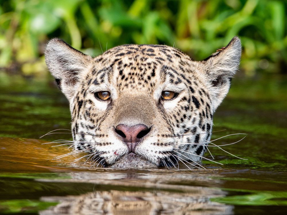 Pantanal Jaguar Photography Tour 