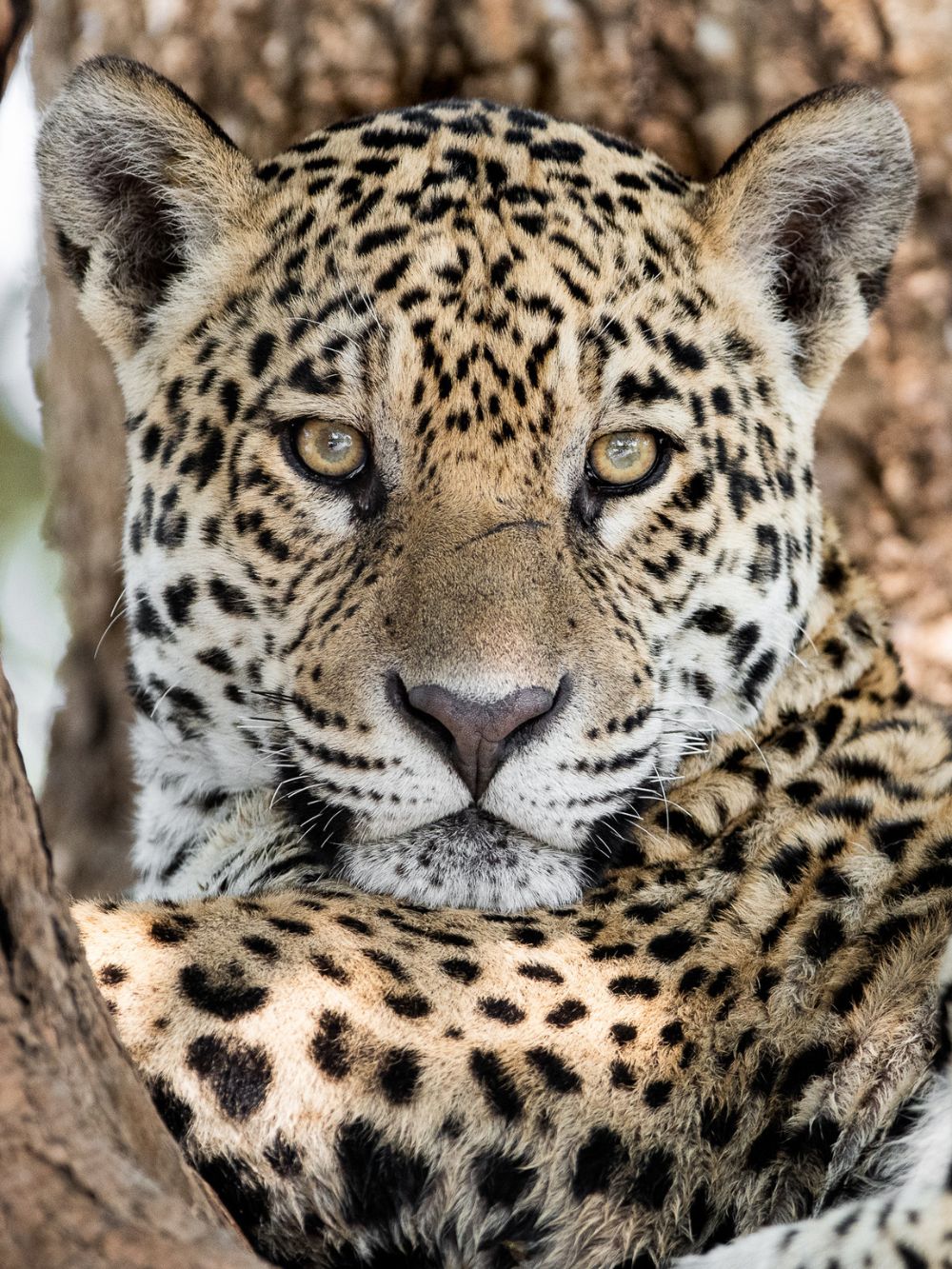 Pantanal Jaguar Photography Tour 