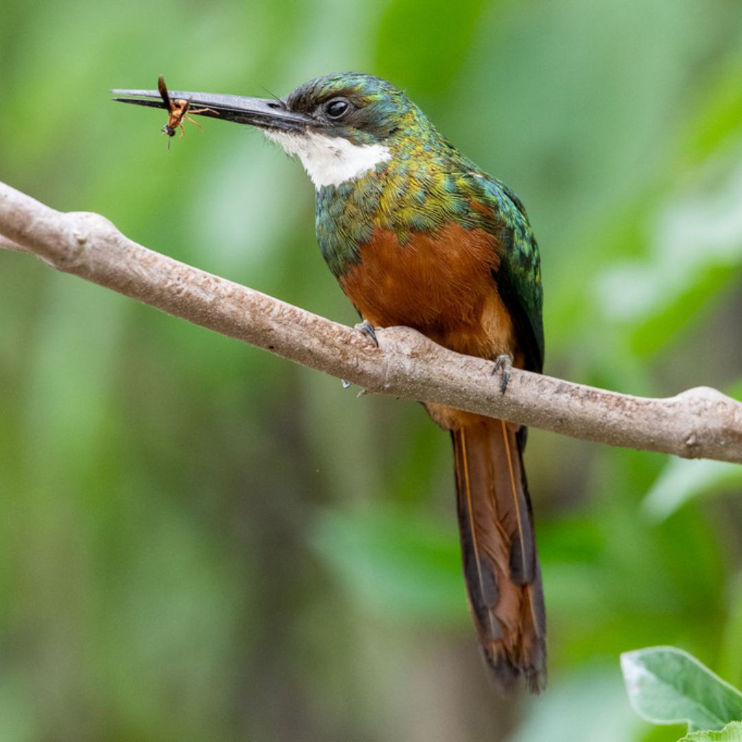 Pantanal Birds