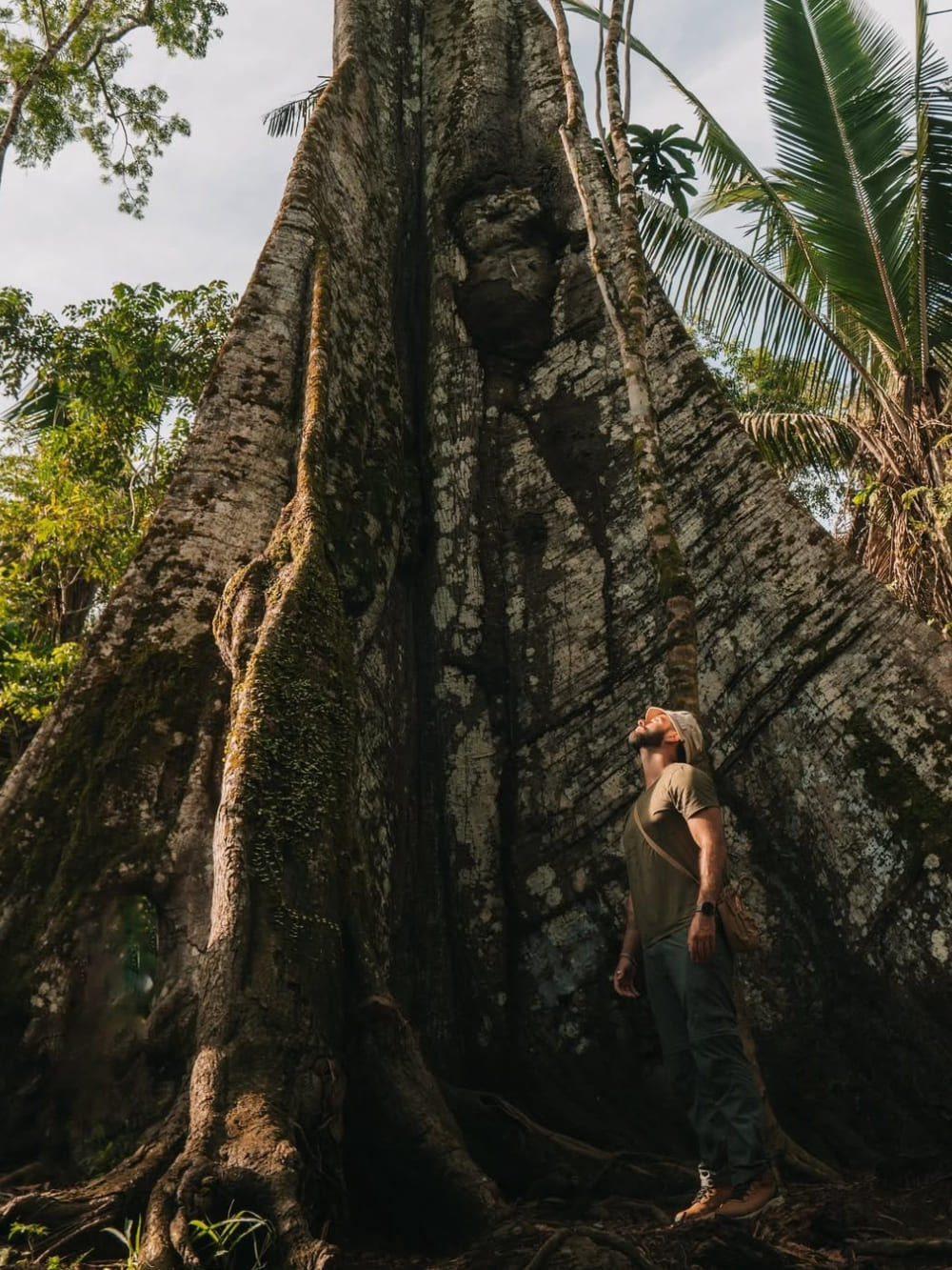 Giant tree Amazon