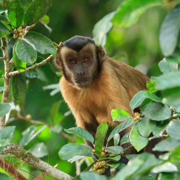 Monkey at amazon jungle lodge