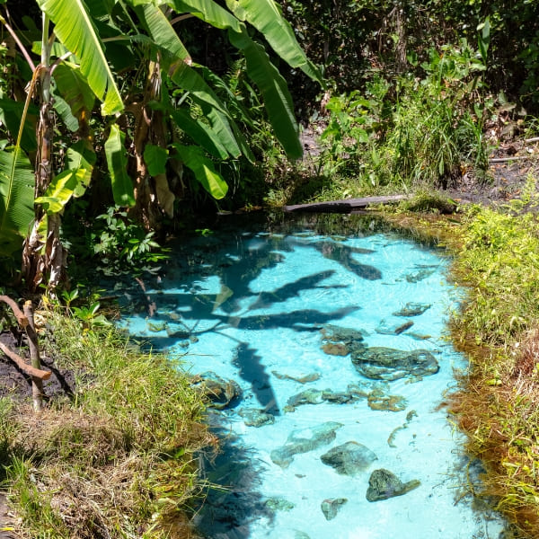 A crystal-clear, bright blue fervedouro spring surrounded by lush green banana leaves and tropical vegetation in Jalapão