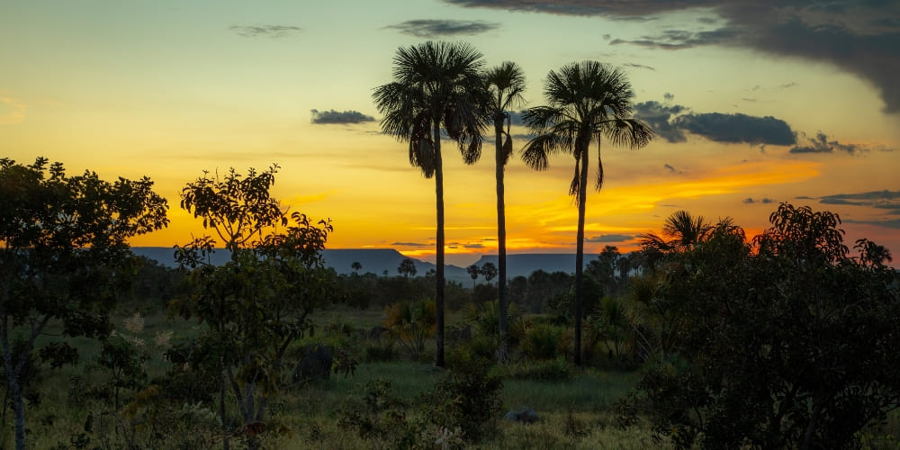 Golden sunset silhouetting tall palm trees in the Jalapão State Park.