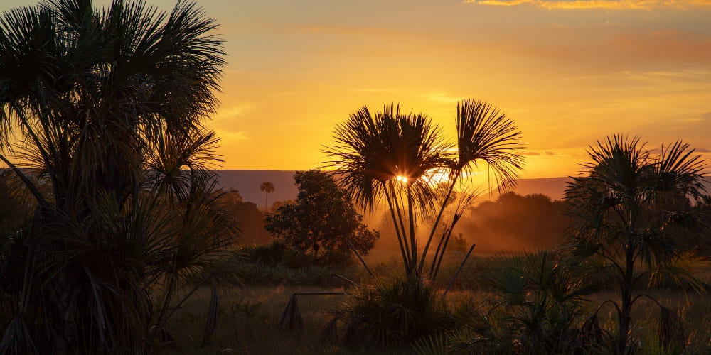 A vibrant golden sunset shines through the silhouettes of native palm trees in the Jalapão Cerrado.