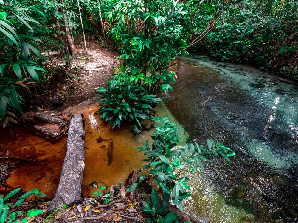 A clear, shallow river stream crossing a dirt trail in the lush Jalapão forest.