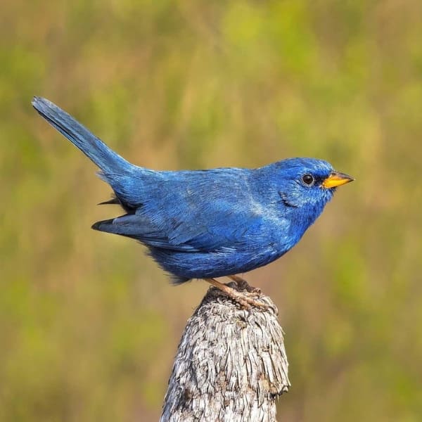 A vibrant blue bird perched on a wooden stump in the Jalapão region of Tocantins.