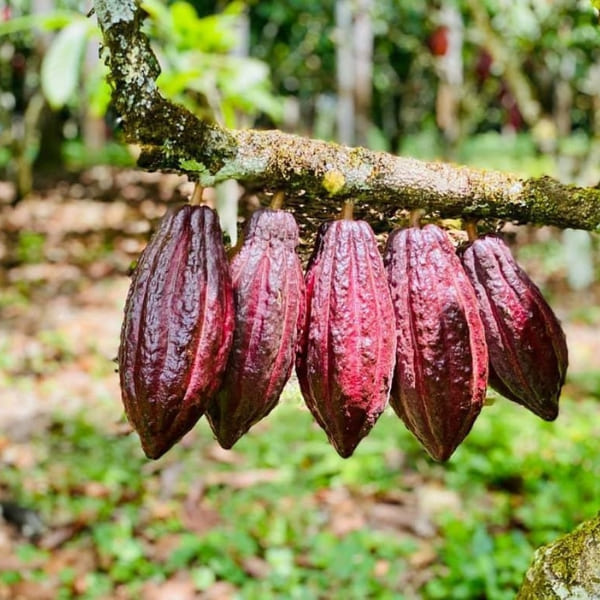 A cluster of ripe, dark red cocoa pods grows directly on the trunk of a tree at a traditional cocoa farm.