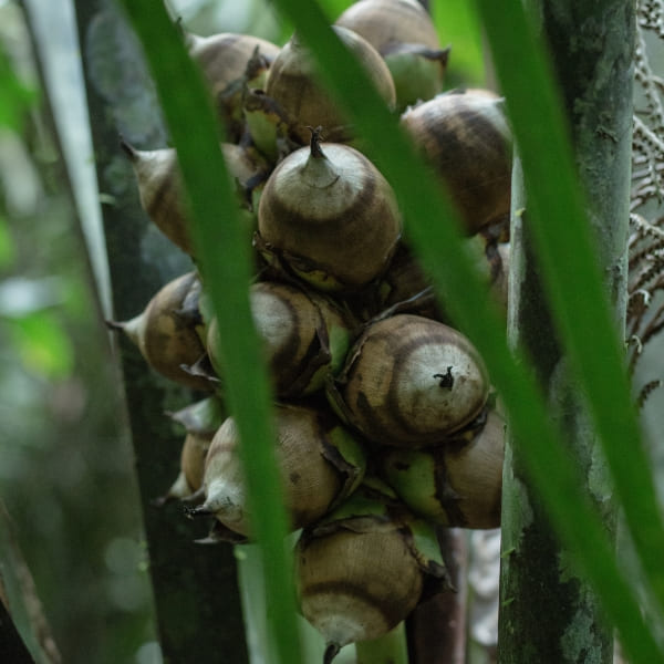 Floresta Amazônica, Pico da Neblina