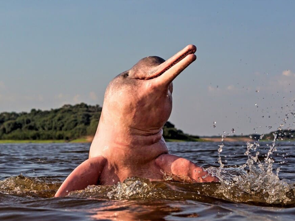 Pinker Delfin Amazonas