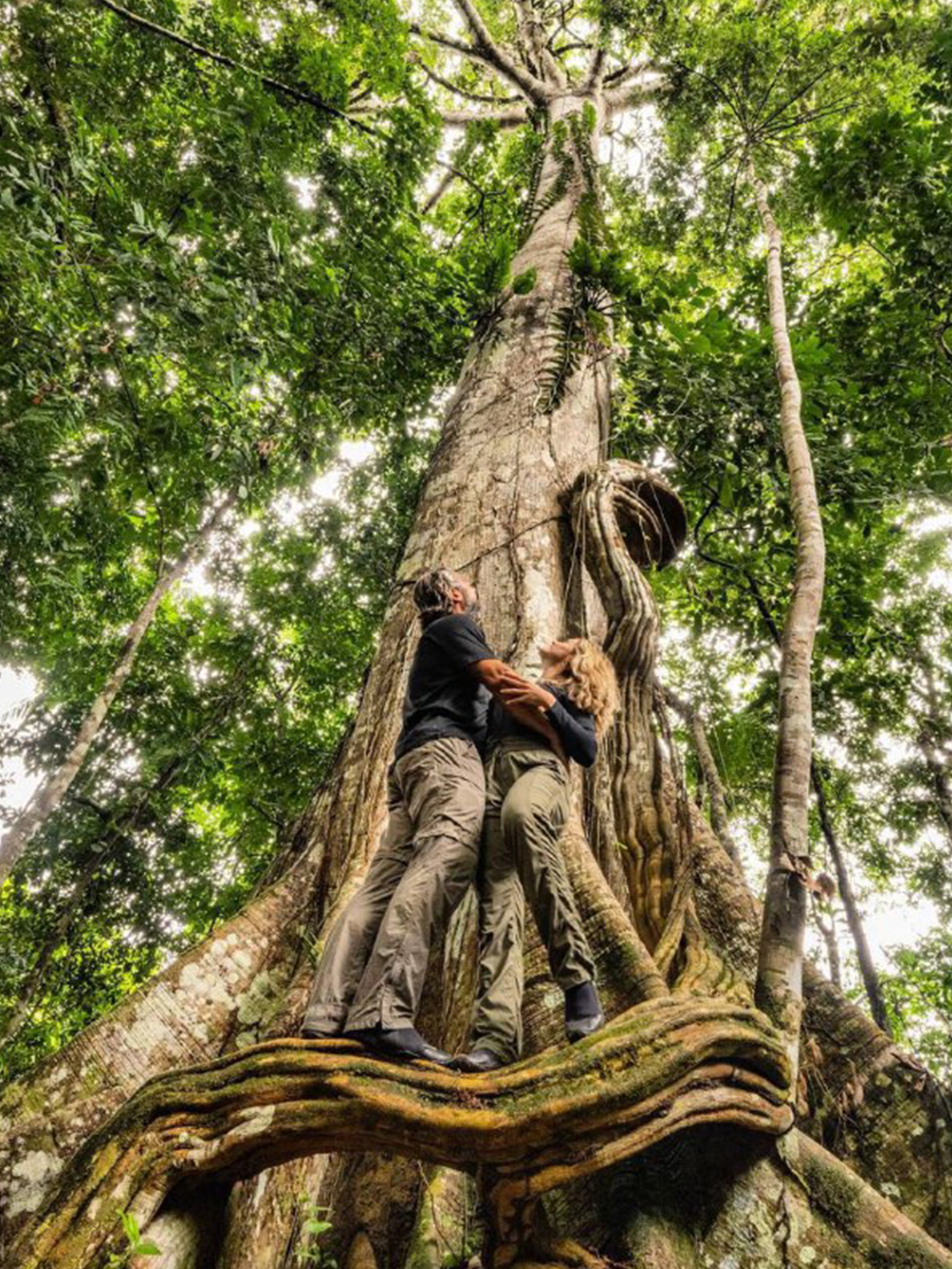 Riesenbäume Amazonas