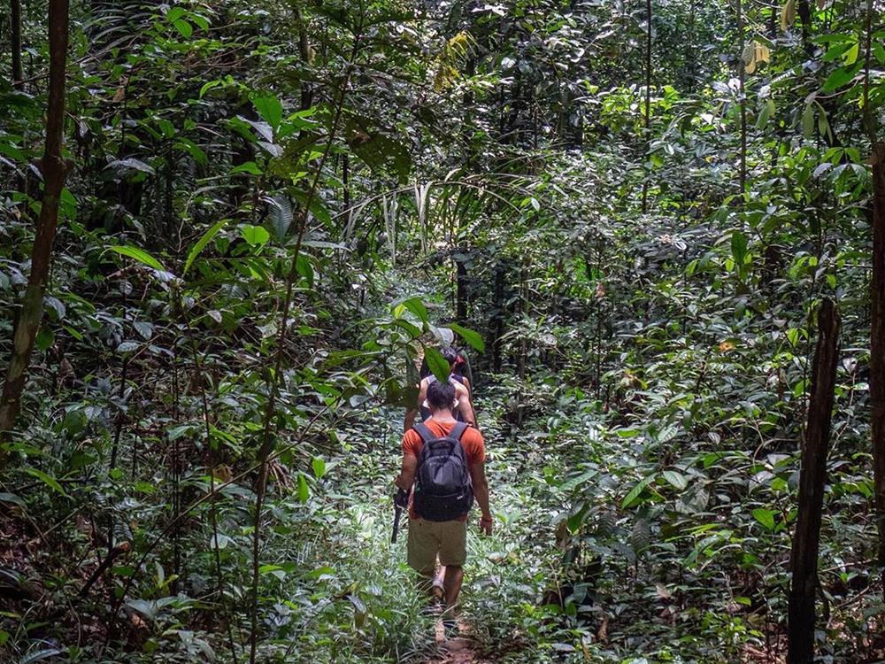 Promenade dans la forêt amazonienne au Brésil