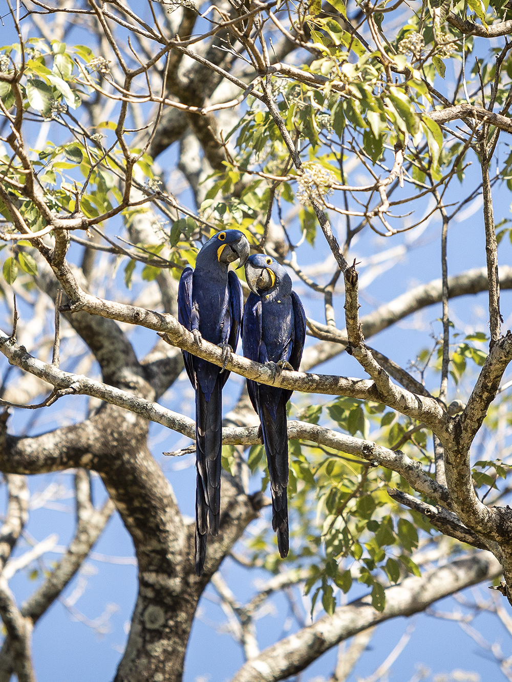 Pantanal Blauwe Ara - Pantanal vogel