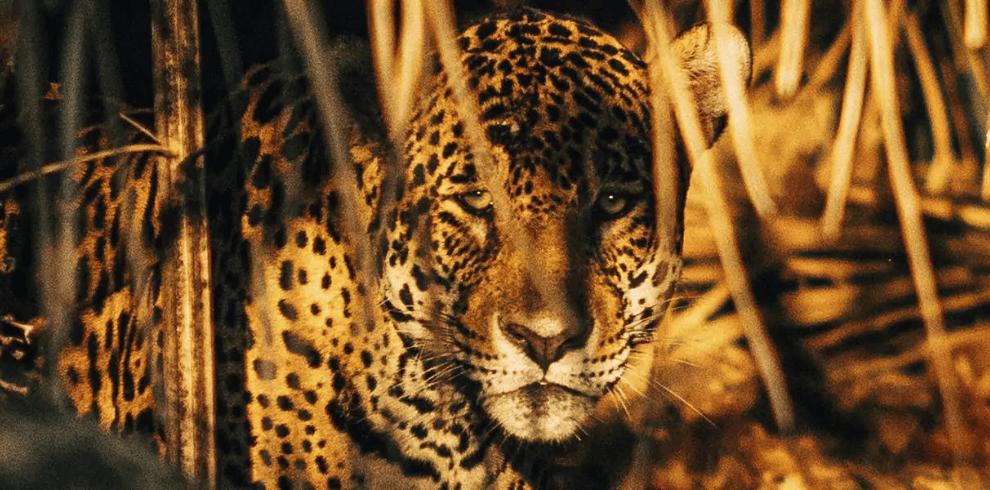 Best Pantanal Jaguar Safari Wildlife Tour