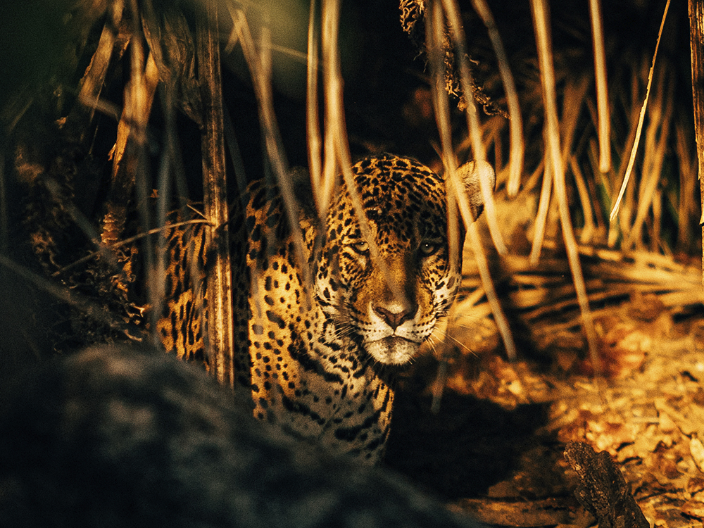 Jaguar Pantanal Brasilien