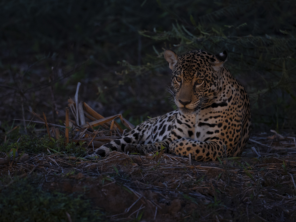 Nachtelijke observatie - Pantanal Jaguar