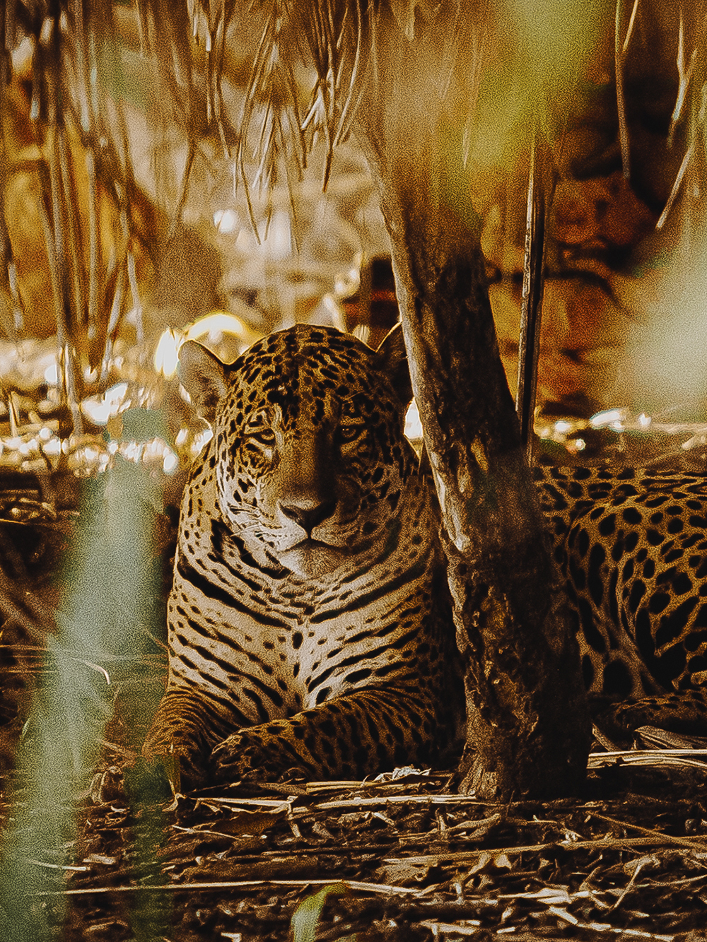 Onça Pintada Jaguar Pantanal