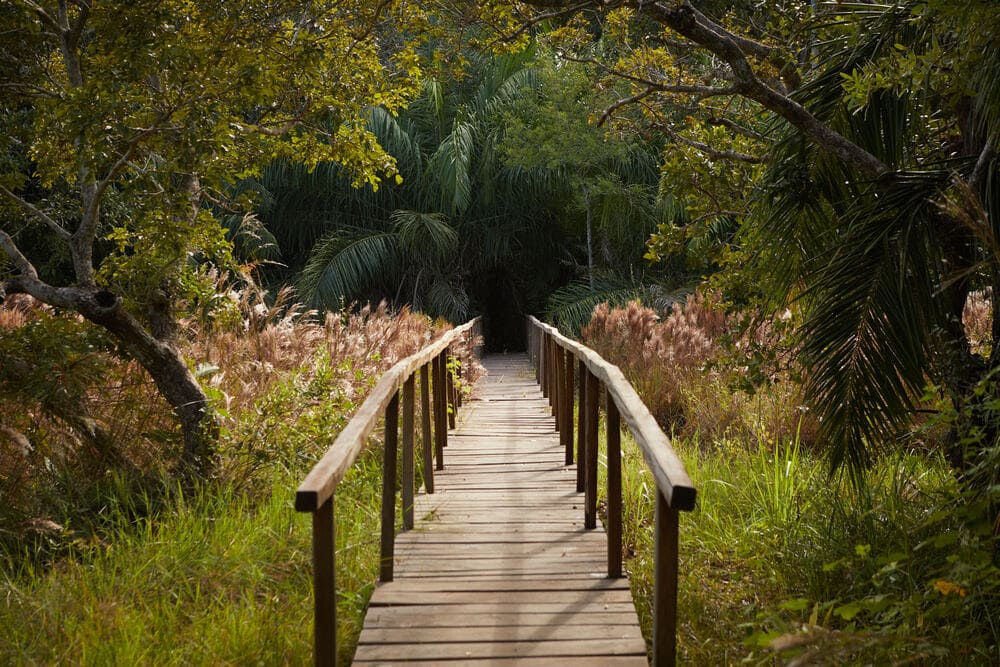 Promenade dans la forêt tropical du Pantanal