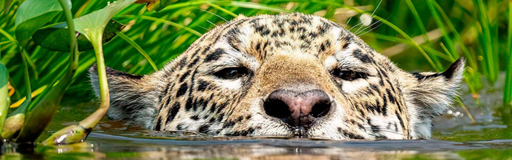 Pantanal Tours
