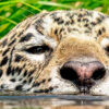 Pantanal Jaguar Tour