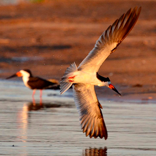 Wild birds of the Northern Pantanal